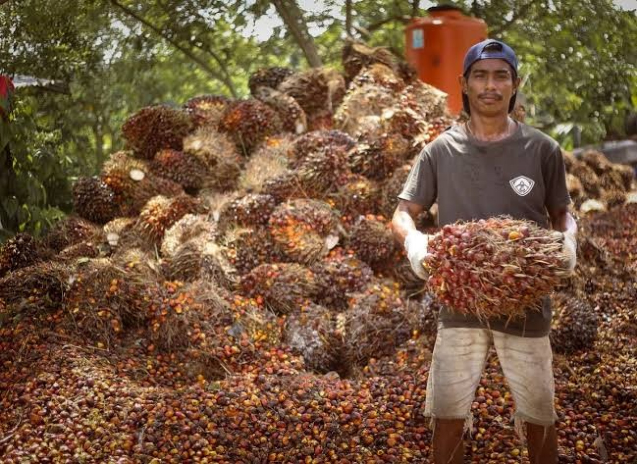 CPO dan Kernel Melonjak, Harga TBS Sawit Ikut Terdongkrak