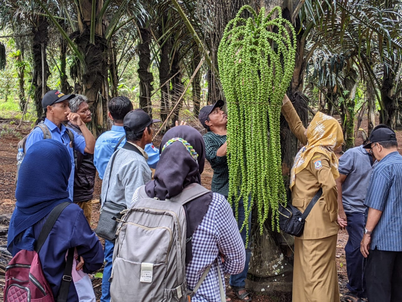 2023, Balikpapan Bangun Kebun Induk dan Koleksi Aren 5 Ha