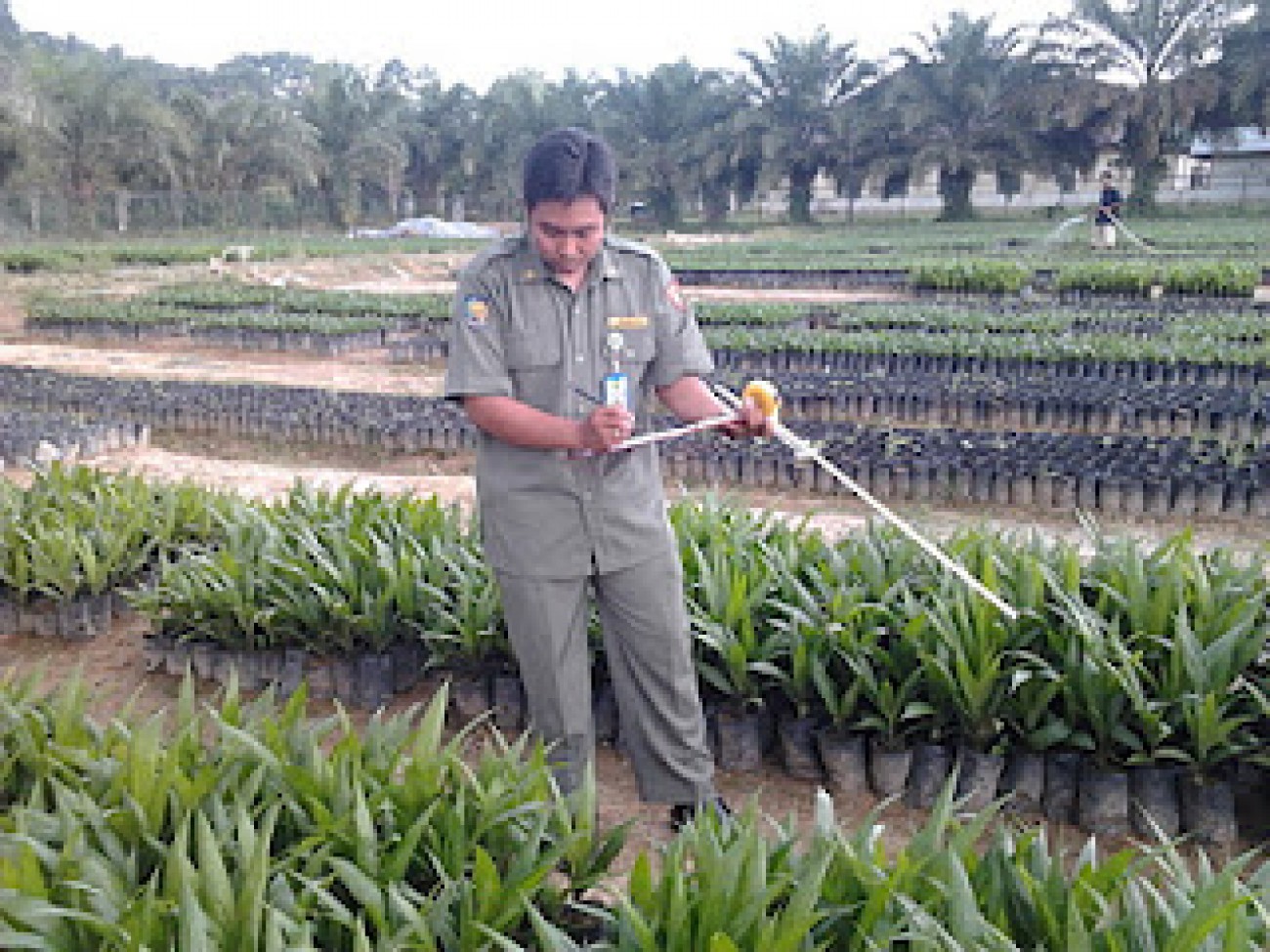  Sertifikasi Benih Perkebunan, Tekan Penyebaran Benih Palsu 