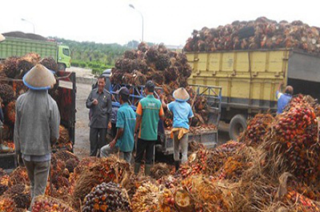 Nilai Tukar Petani Perkebunan  101,53 Persen