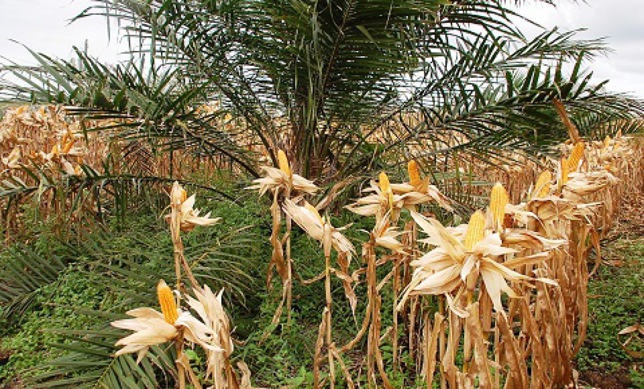 Disbun Alokasikan Lahan Integrasi Jagung Sawit