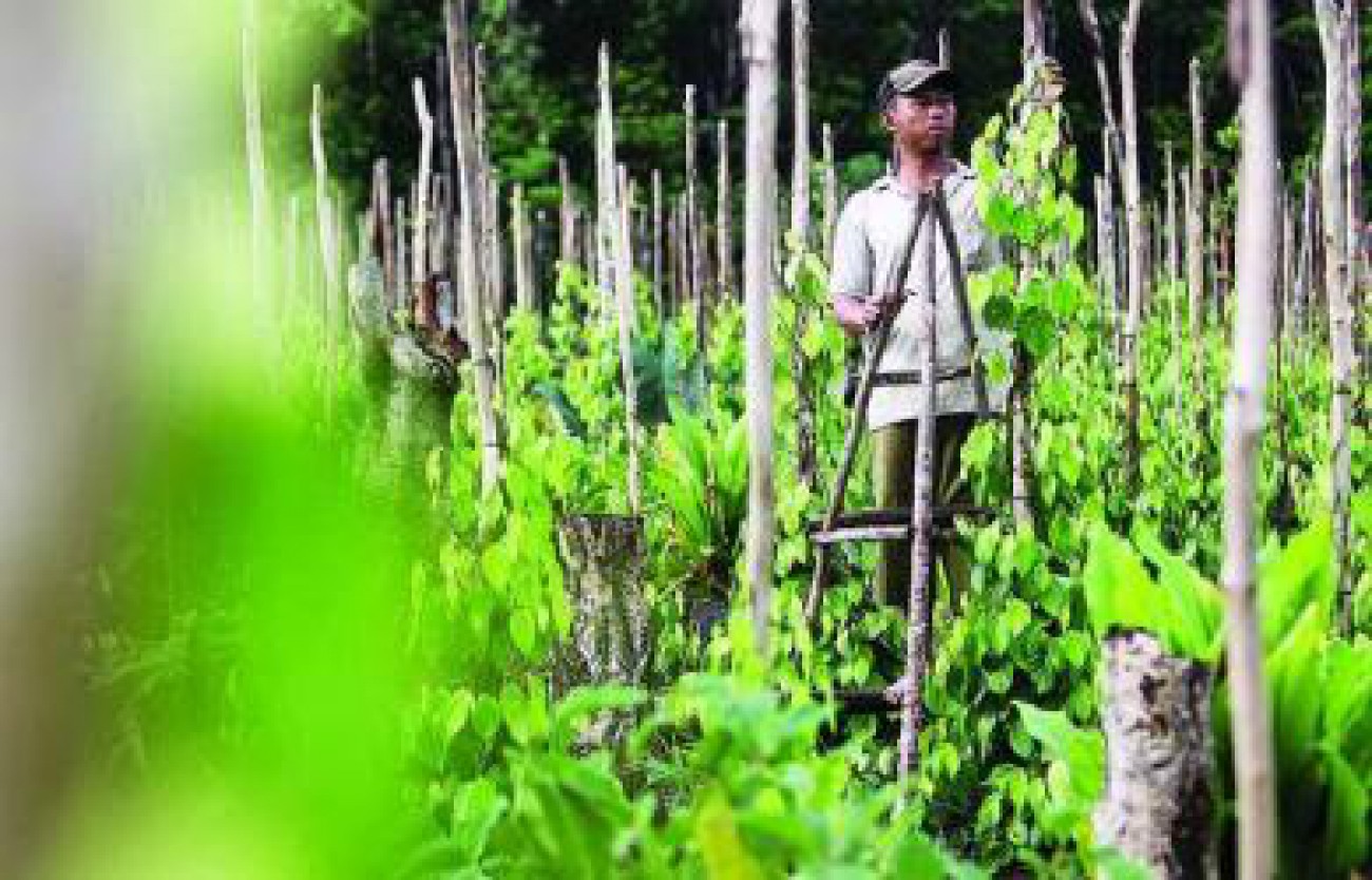 Disbun Intensifikasi 800 Hektar Lahan Lada