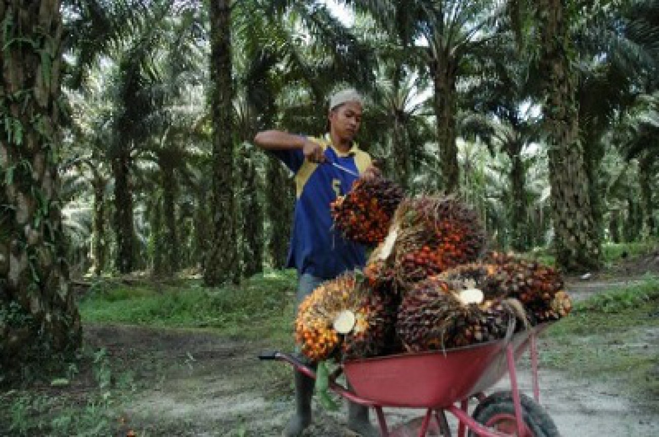 Nilai Tukar Petani Pekebun 101,57 Persen