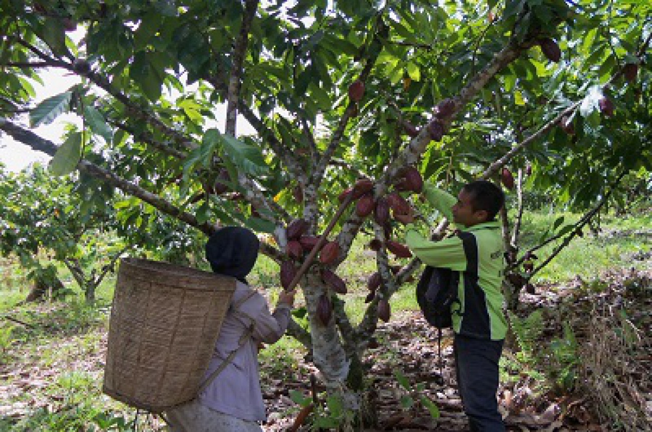 Disbun Latih Petani Kakao Kutim 