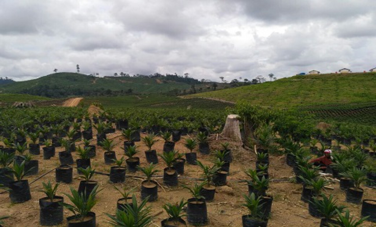 Faroek : Sudah Buktikan Dengan Kelapa Sawit Bisa Sejahterakan Rakyat 