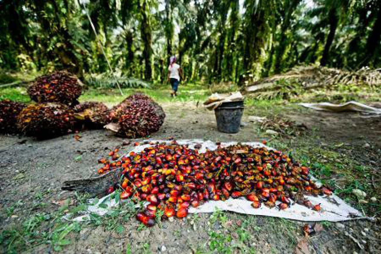 Apkasindo: Wilayah Penajam Potensial Kembangkan Perkebunan Sawit 