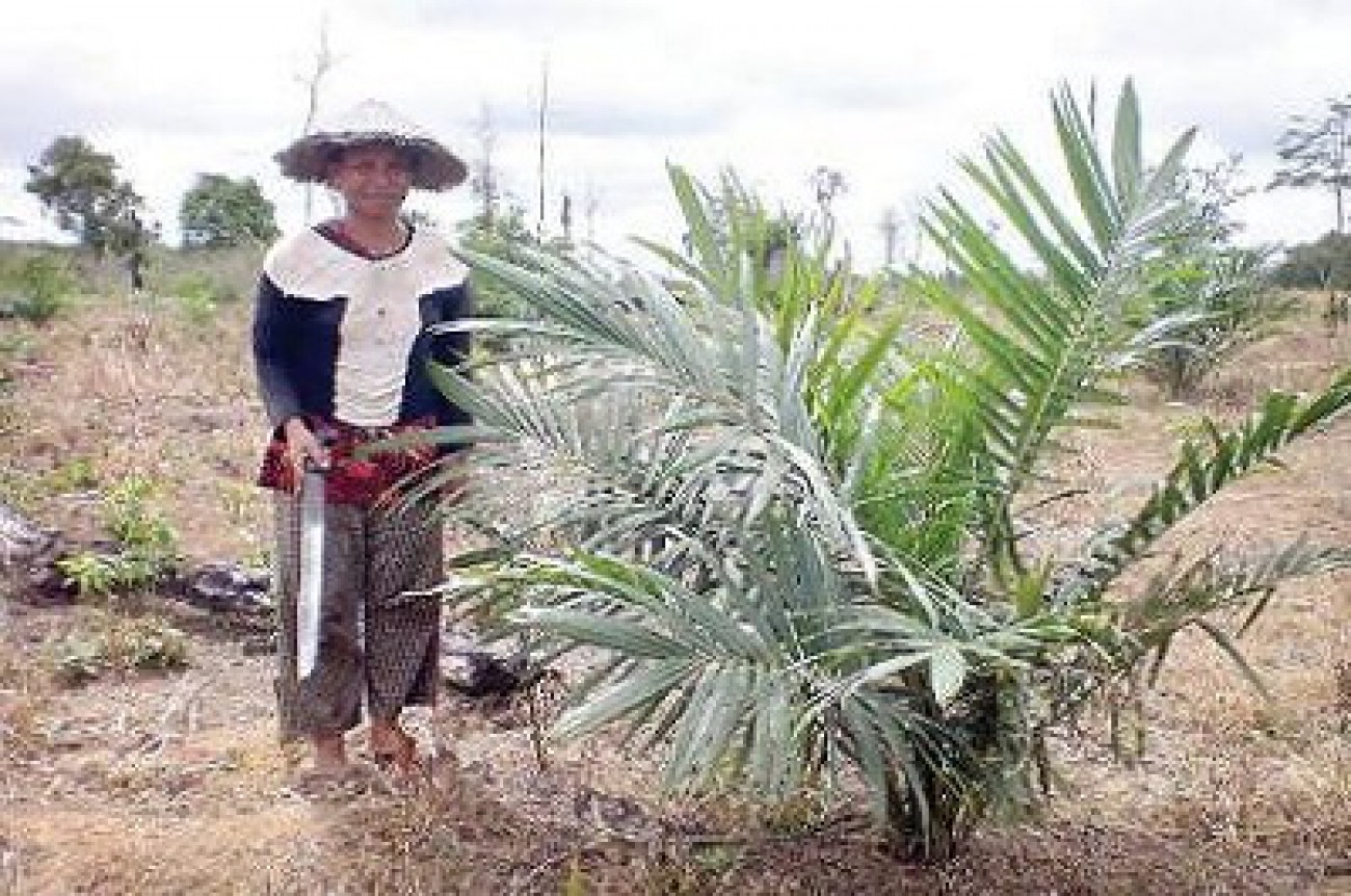 Warga Kandolo Bergairah Tanam Sawit