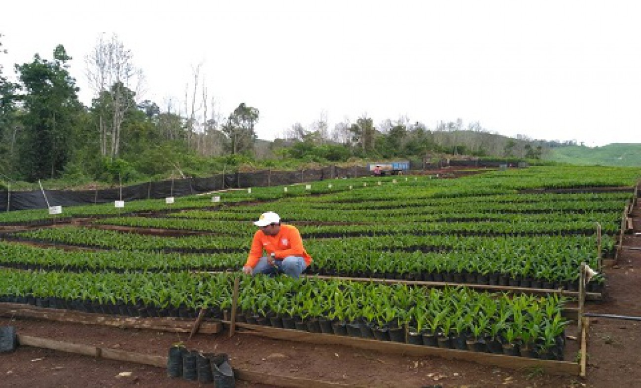 Disbun Sertifikasi 1.290.969 Benih Tanaman Perkebunan