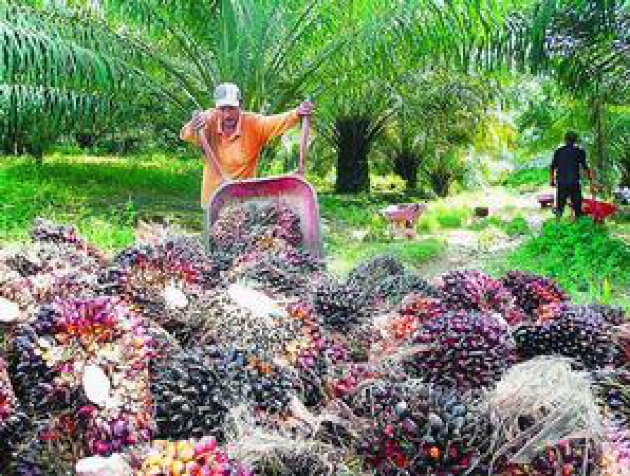 2014, Produksi CPO Indonesia Diperkirakan Mencapai 29,5 Juta Ton