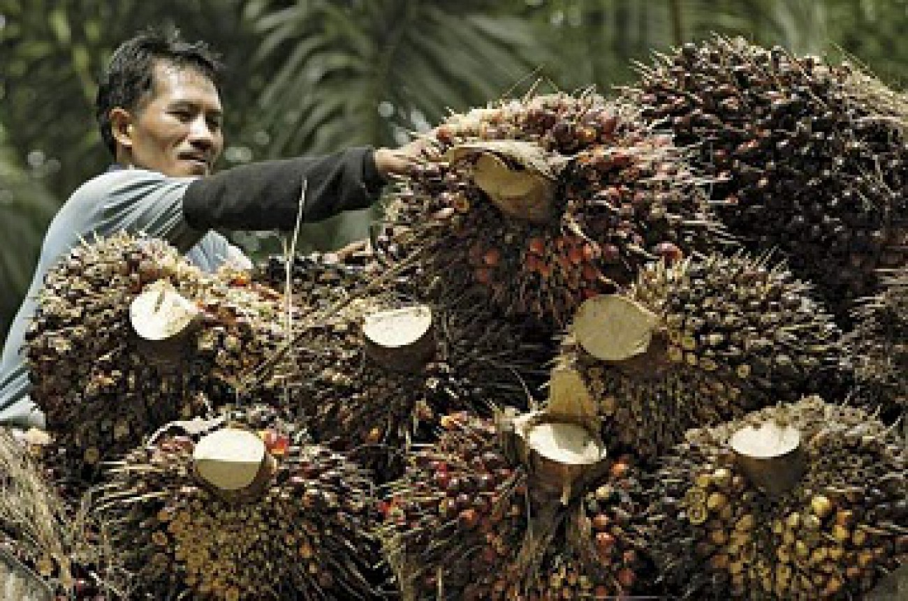 Tandan Buah Kosong Sawit Dikonversi Jadi Energi Listrik