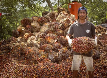 Kabar Baik, Harga TBS Sawit Terus Meningkat