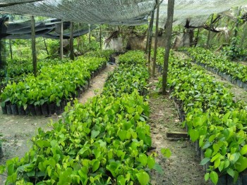 Disbun Bangun Kebun Induk Lada