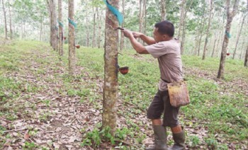 Disbun Fokus Kembangkan Karet Rakyat