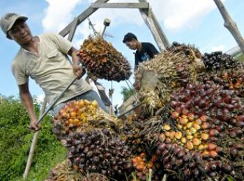 Kebun Wajib Integrasi Pabrik, Petani Dapat Jaminan Pasar