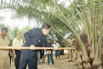 Pembangunan Kebun Plasma Jadi Perhatian