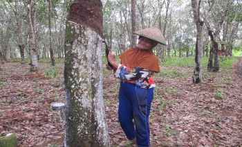 NTP Perkebunan Rakyat Bulan Mei Turun