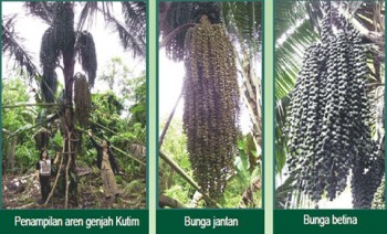 Mengenal Aren Genjah Kutai Timur