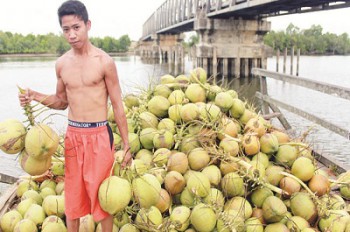 Petani Kelapa Perlu Pelatihan dan Pemasaran