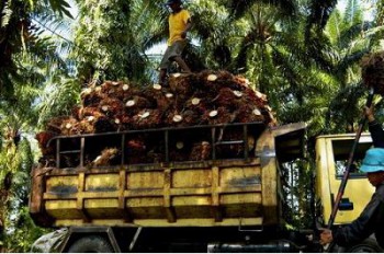 Gubernur Ingin Kaltim Kembangkan POME