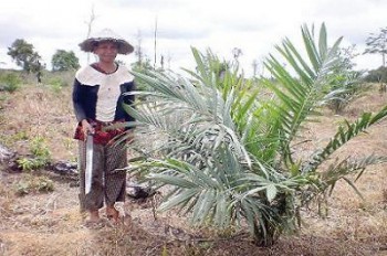 Kecamatan Kongbeng dan Muara Wahau Pioner Sawit di Kutai Timur