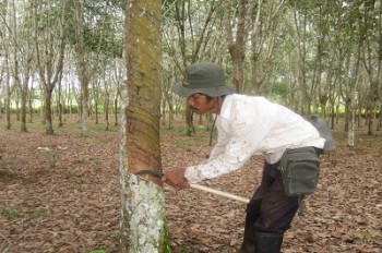 Nilai Tukar Petani Perkebunan Januari Capai 105,42 Persen