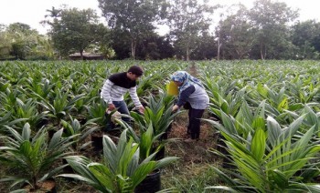 Disbun Sertifikasi 3,45 Juta Benih Tanaman Perkebunan