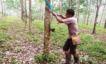 NTP Perkebunan Rakyat Turun