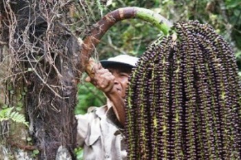 Melihat Pembuat Buah Kolang Kaling di Bulan Ramadhan