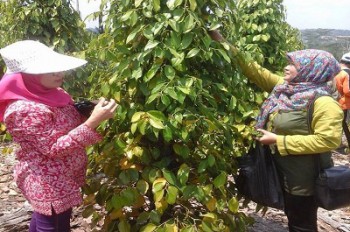 April, Disbun Rencanakan Luncurkan Plasma Nutfah Lada