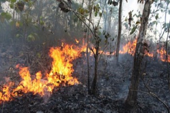 Pengusaha dan Pekebun Jangan Bakar Lahan