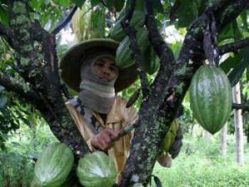 Purwodadi Percontohan Cokelat